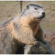 (c) Murmeltier-marmotta.at